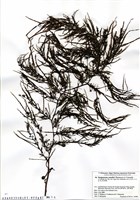 藏品(Sargassum yendoi Okamura et Yamada)的圖片